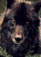 /album/wolven/download-1-jpg/
